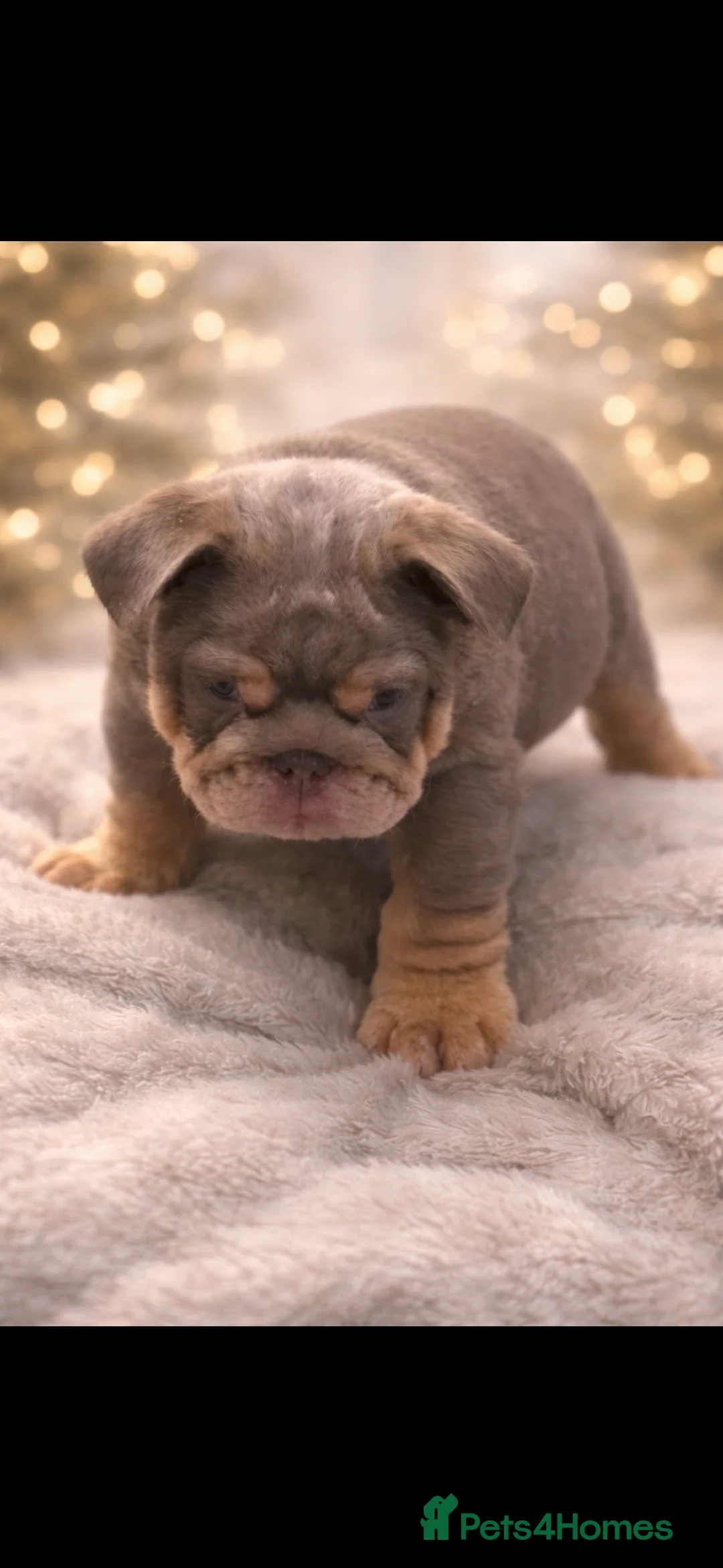 English Bulldog dogs for sale: British bulldogs  - Advert 8