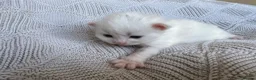 Mixed Breed cats for sale: Beautiful kittens for sale  - Advert 18