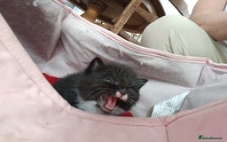Mixed Breed cats for sale: 4 sweet happy tuxedo kittens - Image 5
