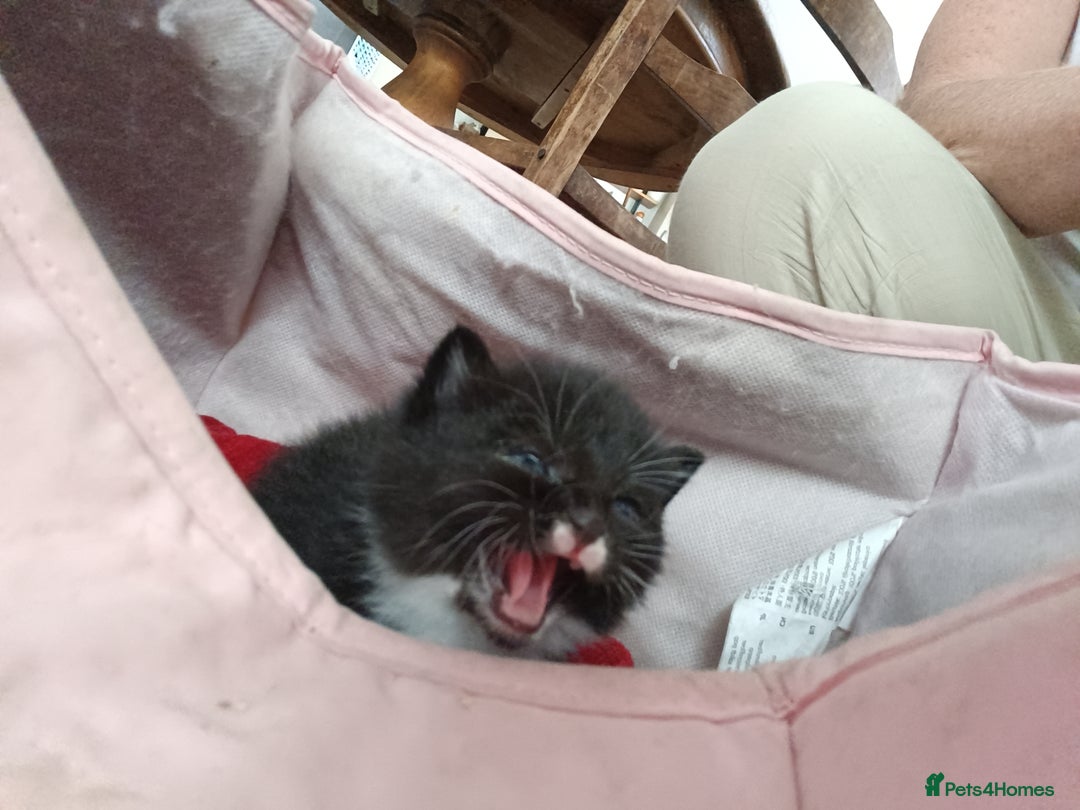 Mixed Breed cats for sale: 4 sweet happy tuxedo kittens - Image 5