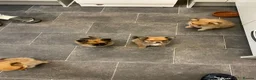 Pomeranian dogs for sale: Pomeranian puppies. - Advert 10