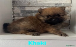 Pomeranian dogs for sale: 6 Pomeranian cherubs - Image 5