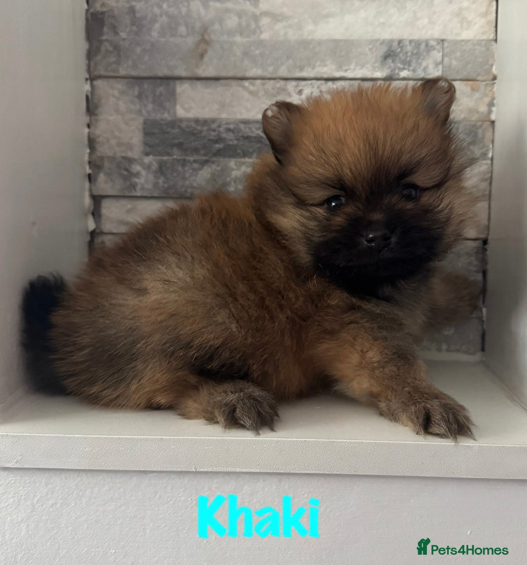 Pomeranian dogs for sale: 6 Pomeranian cherubs - Image 5