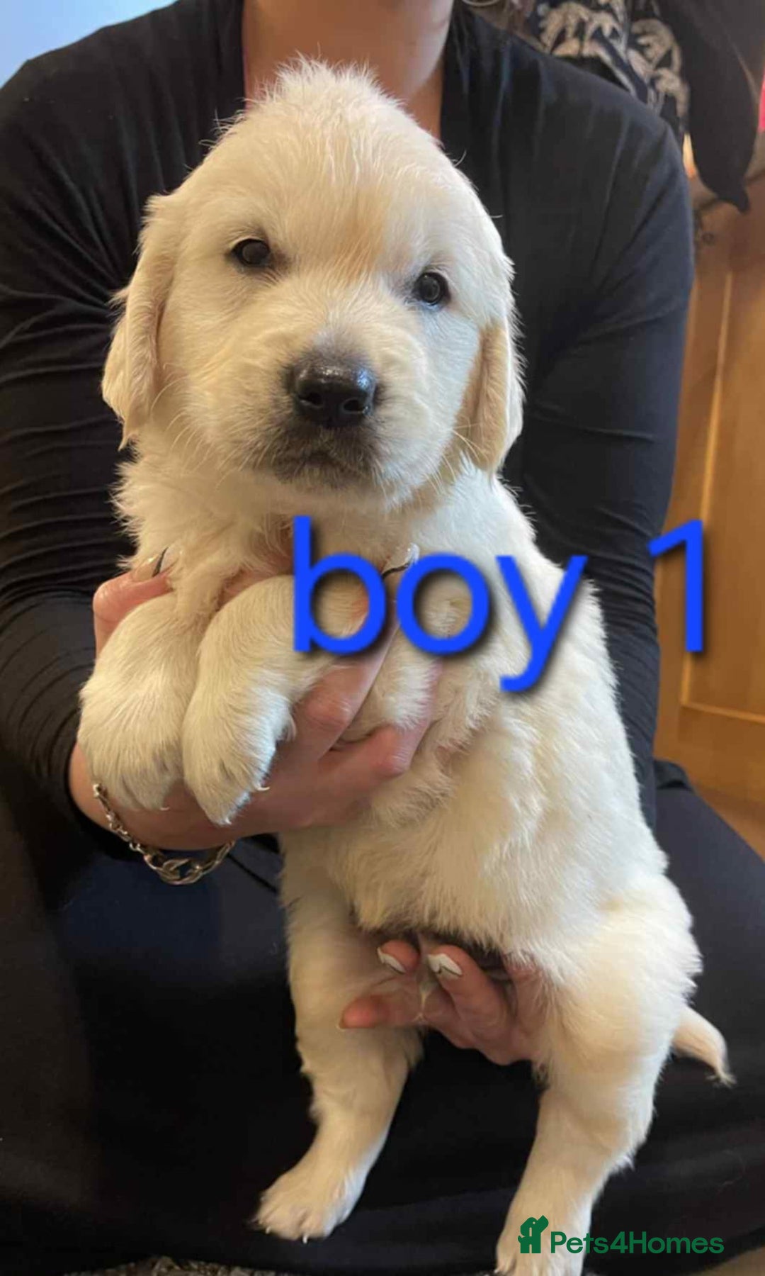 Golden Retriever dogs for sale: 🥰First Class kc Golen Retriever boys🥰 - Image 9