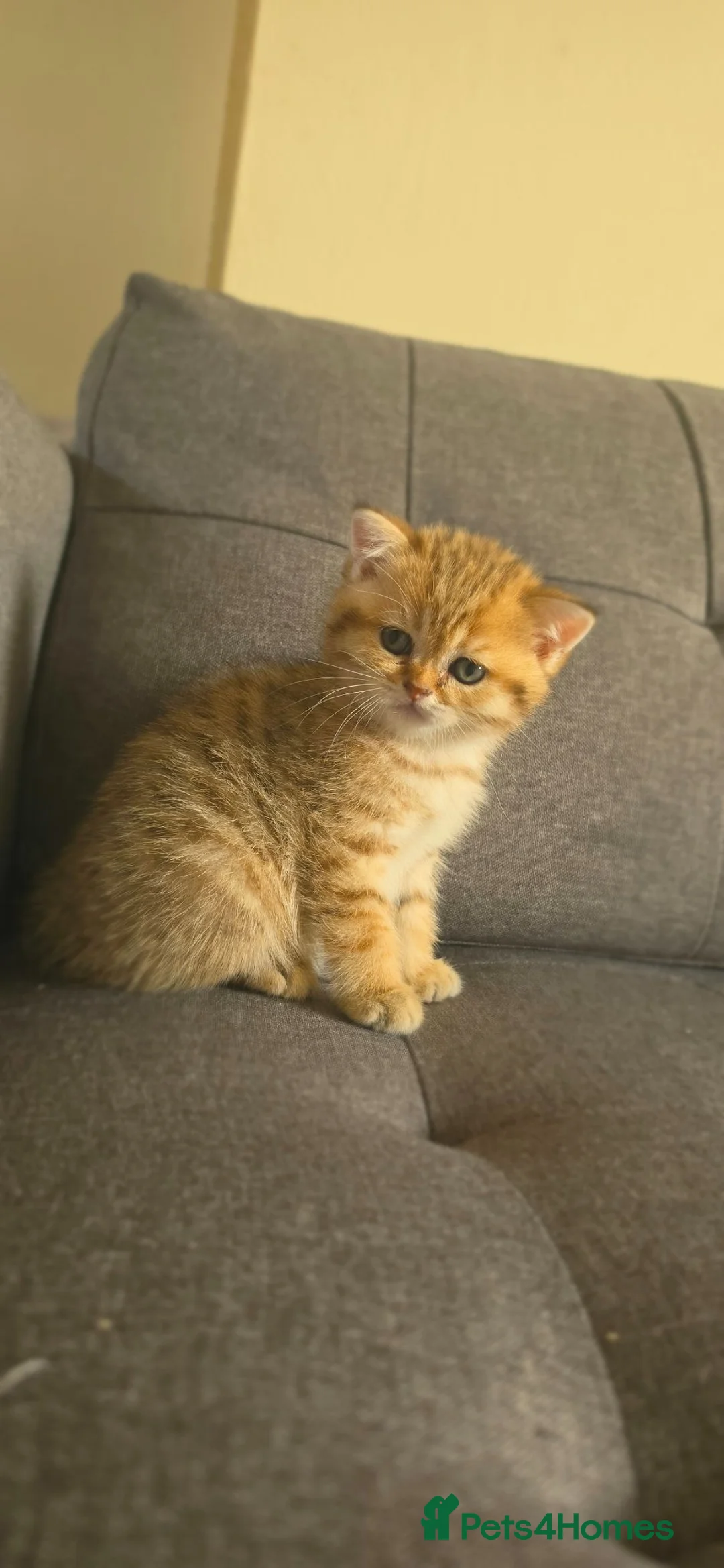 British Shorthair cats for sale: ✨GOLDEN SHIMMER BRITISH SHORTHAIR KITTENS ✨  - Advert 39