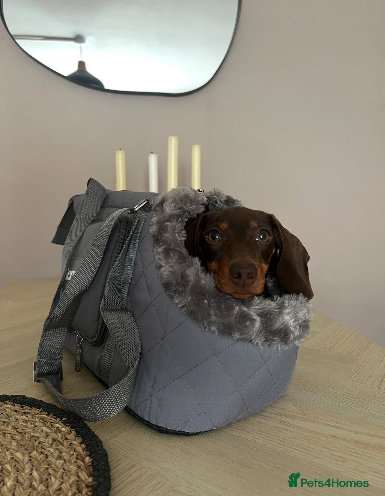 Dachshund dogs Puppies Due Soon - Advert 2