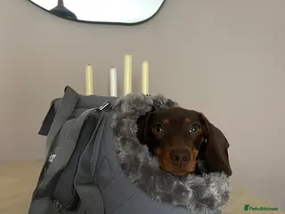 Dachshund dogs Puppies Due Soon - Advert 1