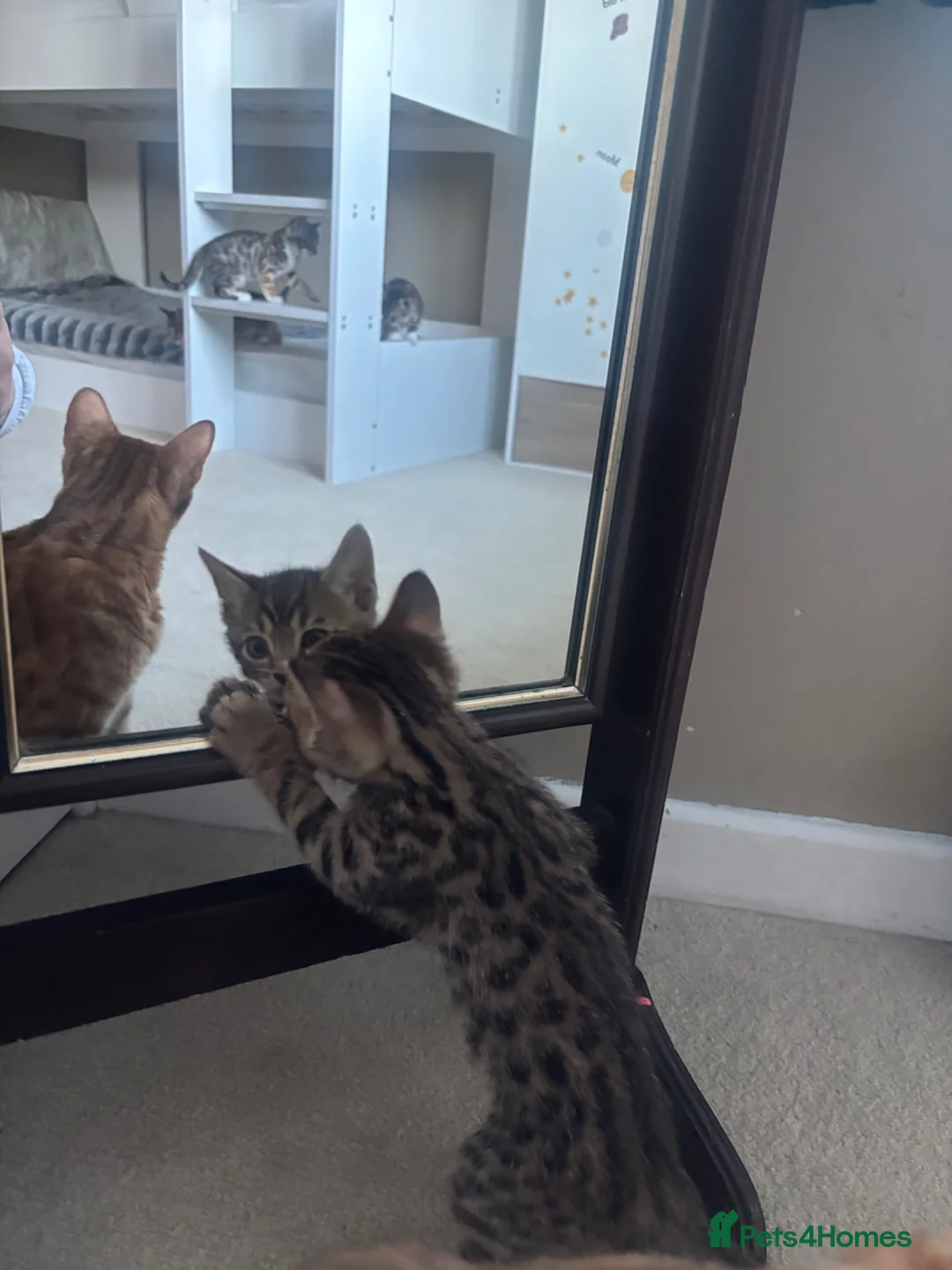 Bengal cats for sale: Mixed bengal kittens  - Advert 9