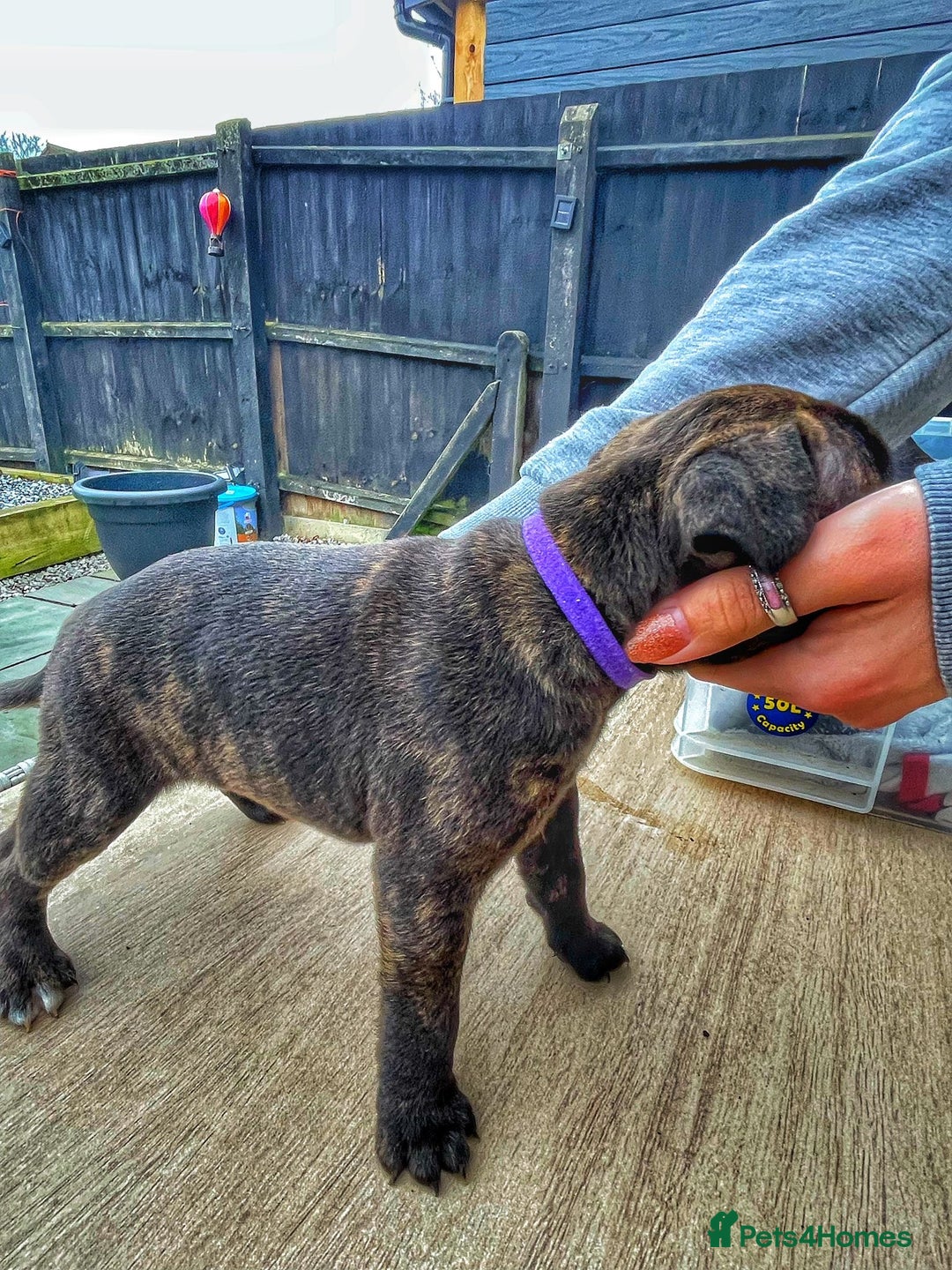 Staffordshire Bull Terrier dogs for sale: Staffordshire bull terrier puppies - Advert 3