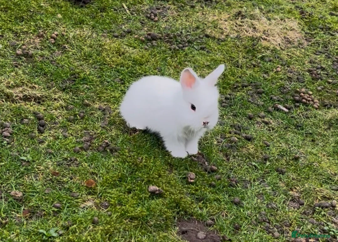 Mini Lion Lop rabbits for sale: Rabbit  - Advert 1