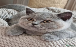 British Shorthair cats for sale: Gorgeous big boy kitten  - Image 8