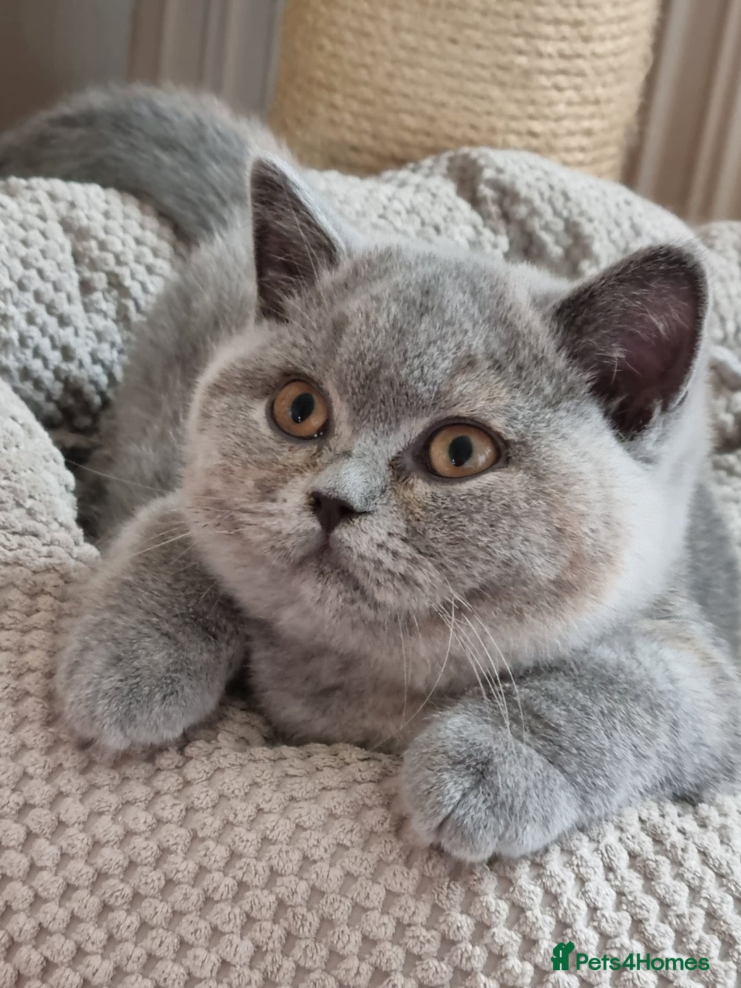 British Shorthair cats for sale: Gorgeous big boy kitten  - Image 8