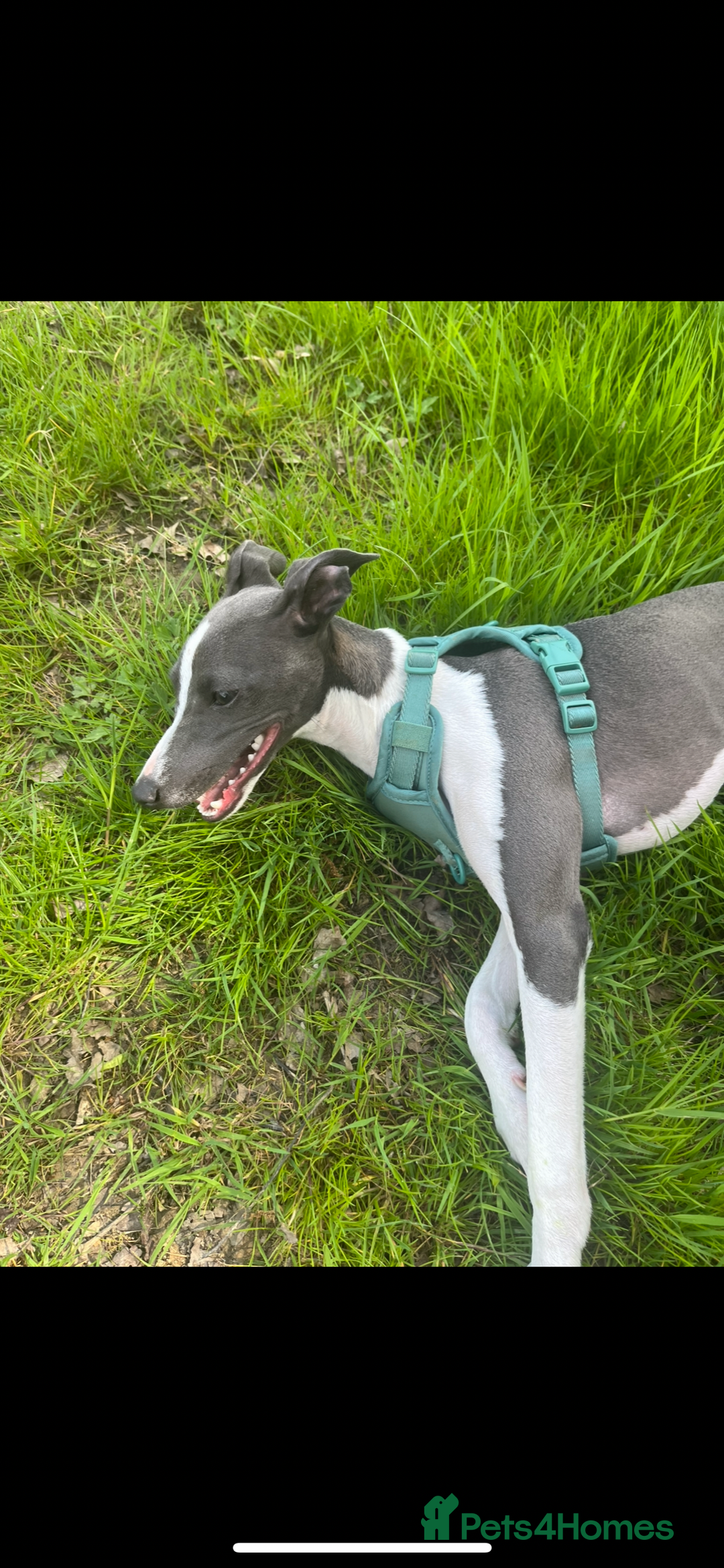 Italian Greyhound dogs for sale: Male neutered 9month Italian greyhound Boyce £1250 - Image 3