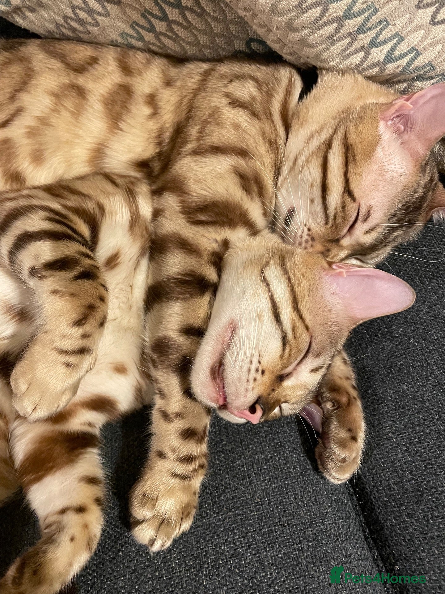 Bengal cats for sale: TICA registered Bengal family (all castrated) - Advert 1