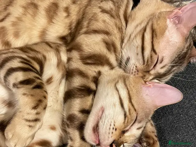 Bengal cats for sale: TICA registered Bengal family (all castrated) - Advert 1