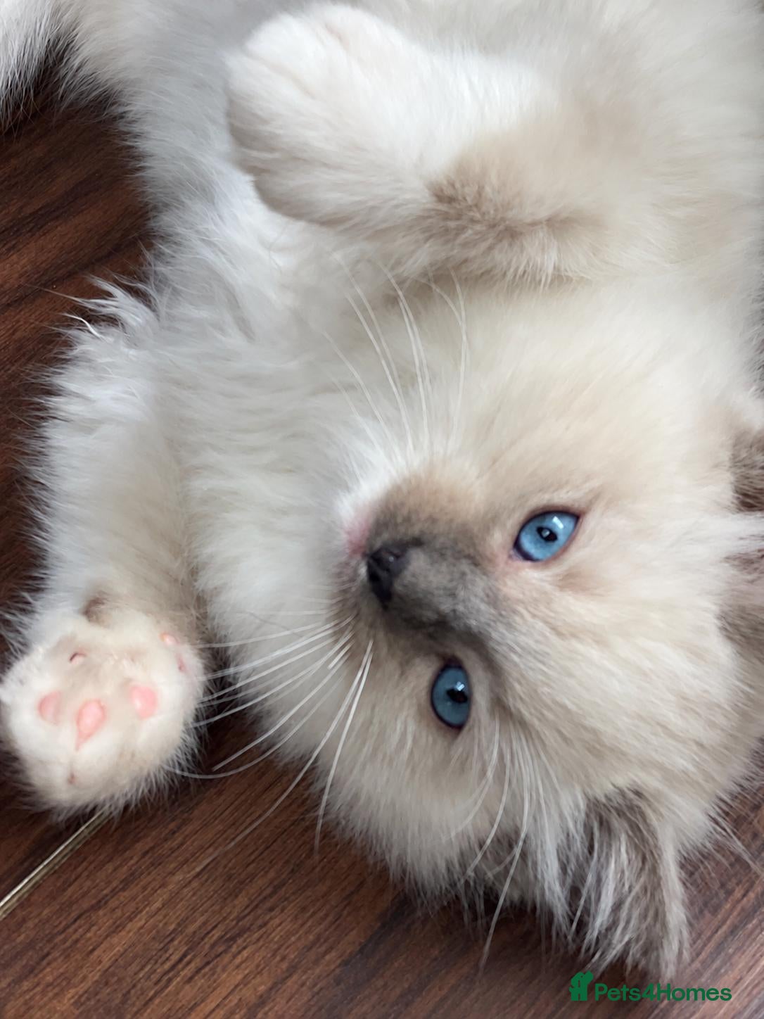 Ragdoll cats Blue mitted male kitten for sale - Advert 2