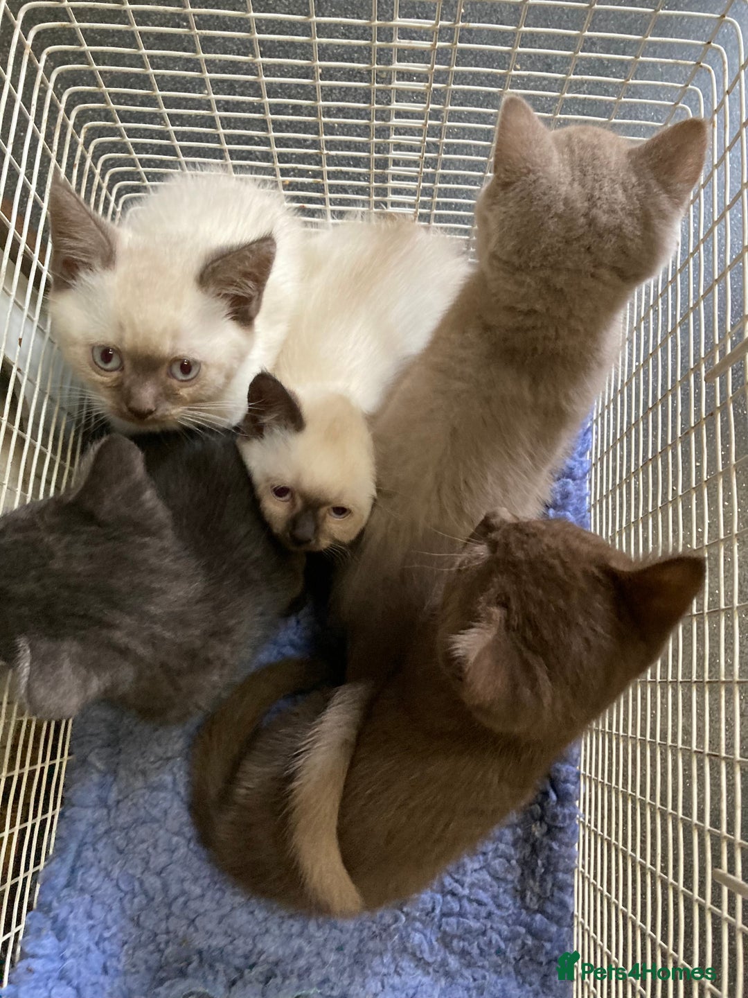 British Shorthair cats for sale: Healthy, happy kittens - Image 5