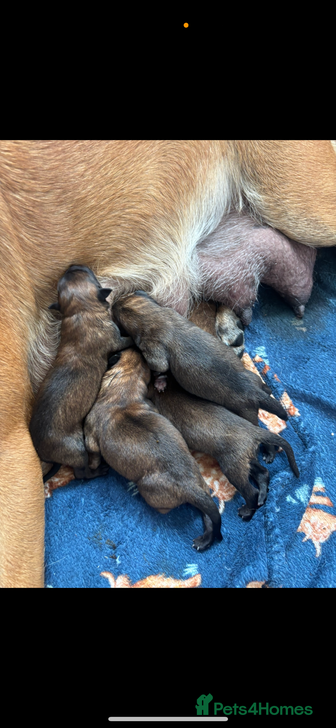 Belgian Shepherd Dog dogs for sale: Working line malinois - Image 10