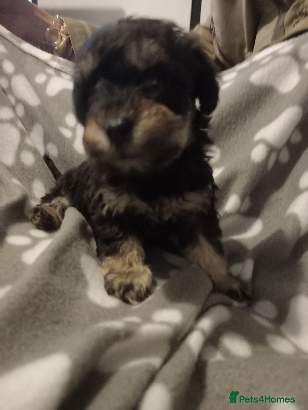 Mixed Breed dogs for sale: TOY SHNOODLES READY 21 DEC - Advert 14