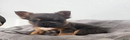 French Bulldog dogs for sale: Fluffy French Bulldog Puppies  - Advert 12