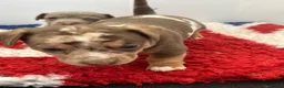Jack Russell dogs for sale: Jack Russell Puppy - Advert 9