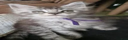 Maine Coon cats for sale: Gorgeous mainecoon kittens available  in Cleckheaton - Advert 13