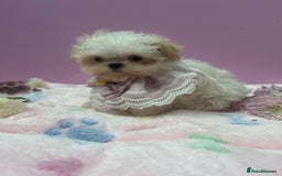 Maltipoo dogs for sale: Luxury Korean F1b maltipoos 😍🐶🐾 - Image 12