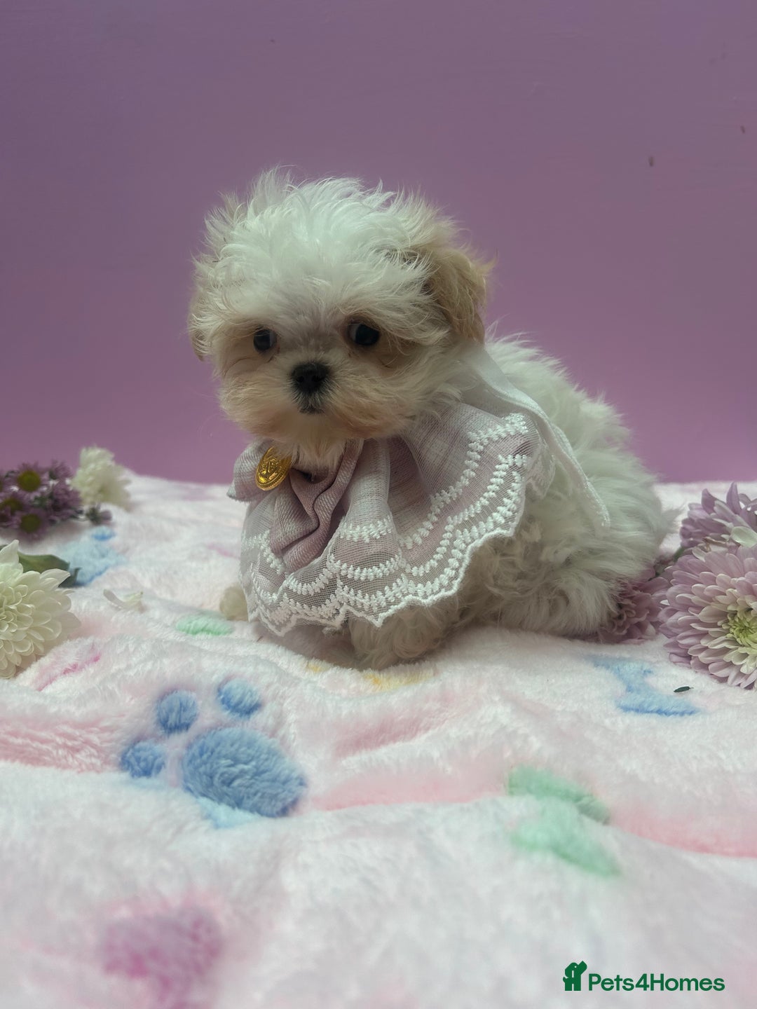 Maltipoo dogs for sale: Luxury Korean F1b maltipoos 😍🐶🐾 - Image 12