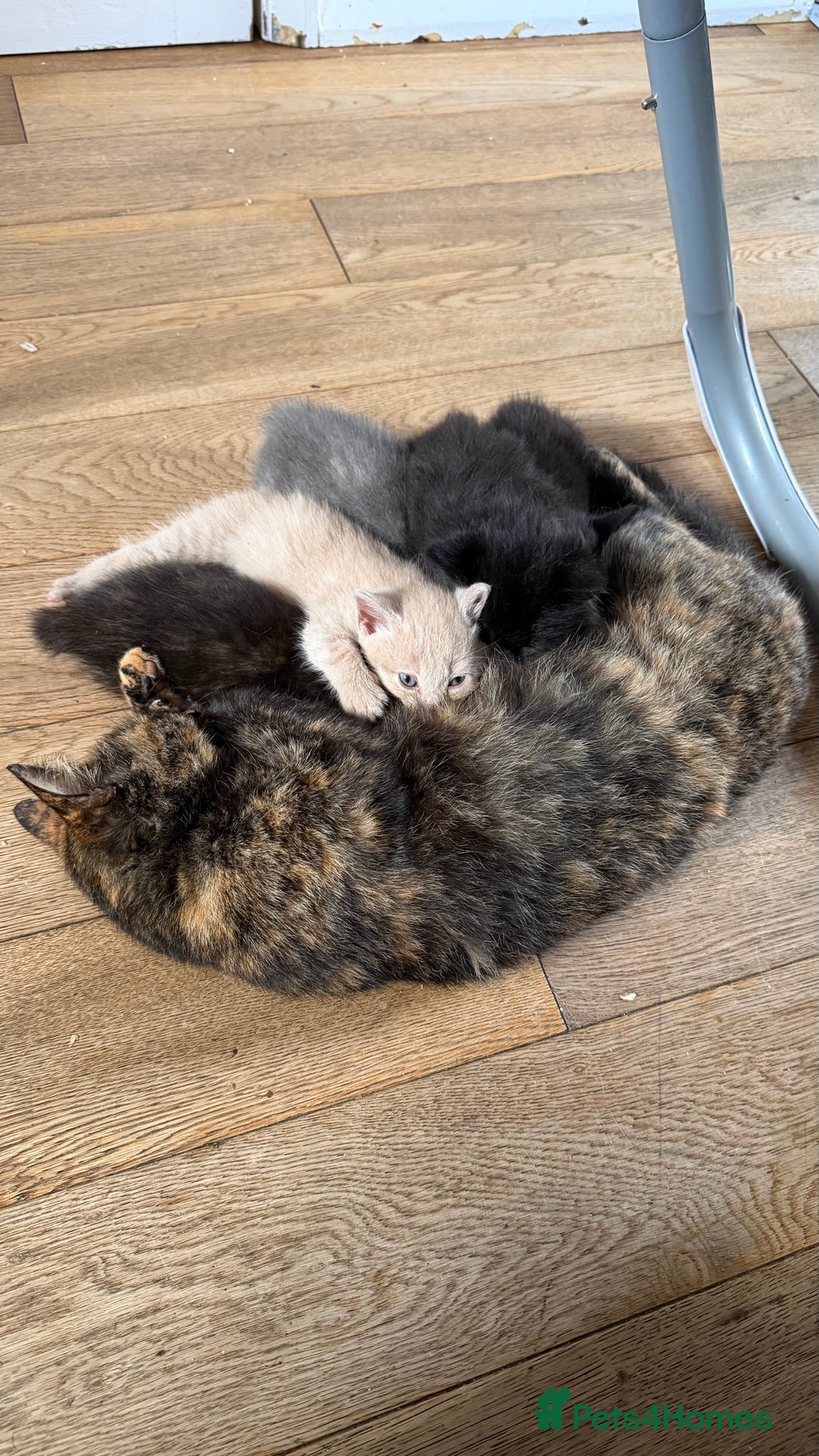 Mixed Breed cats for sale: 🐾Adorable Litter of 5 Kittens Ready now🐾  - Advert 9