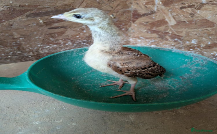 Peafowl poultry - Advert 1