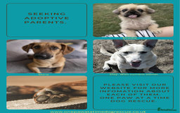 Mixed Breed dogs for adoption: Mario seeking forever home  - Image 5