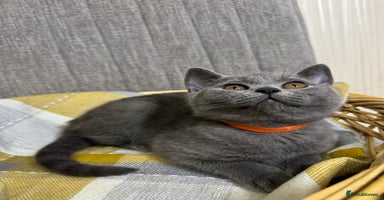 British Shorthair cats - Advert 11