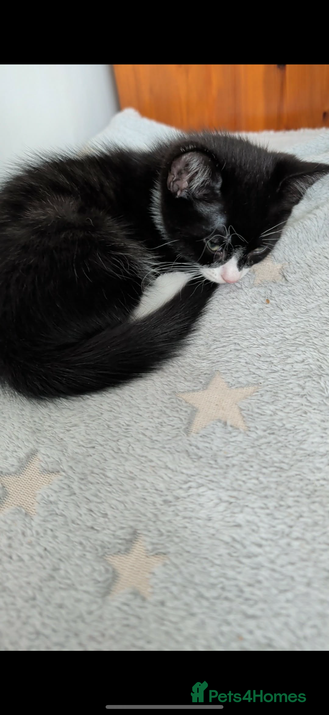 Mixed Breed cats 2 male kittens available  - Advert 1
