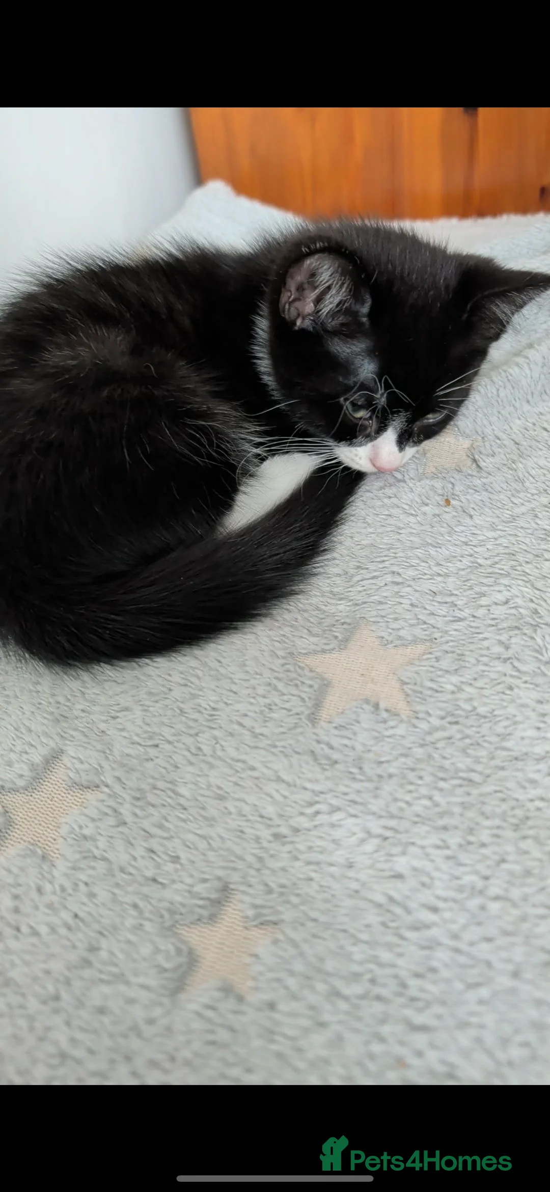 Mixed Breed cats for sale: 2 male kittens available  - Advert 1