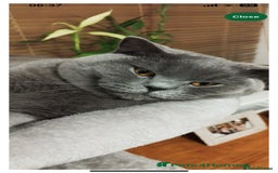 Mixed Breed cats for sale: Beautiful Ragdoll x BSH kittens for sale! - Image 36