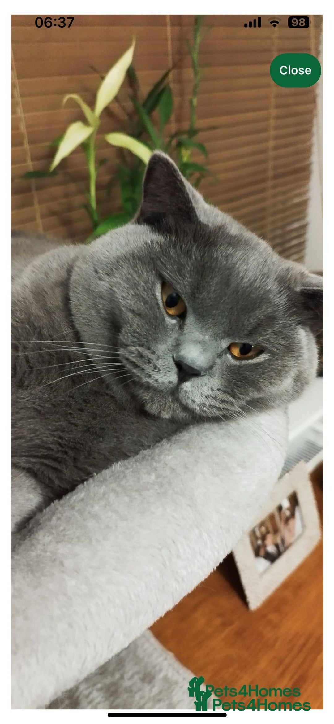 Mixed Breed cats for sale: Beautiful Ragdoll x BSH kittens for sale! - Image 36