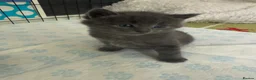 Mixed Breed cats for sale: Adorable grey kittens & tabby grey kittens  in Salisbury - Advert 6