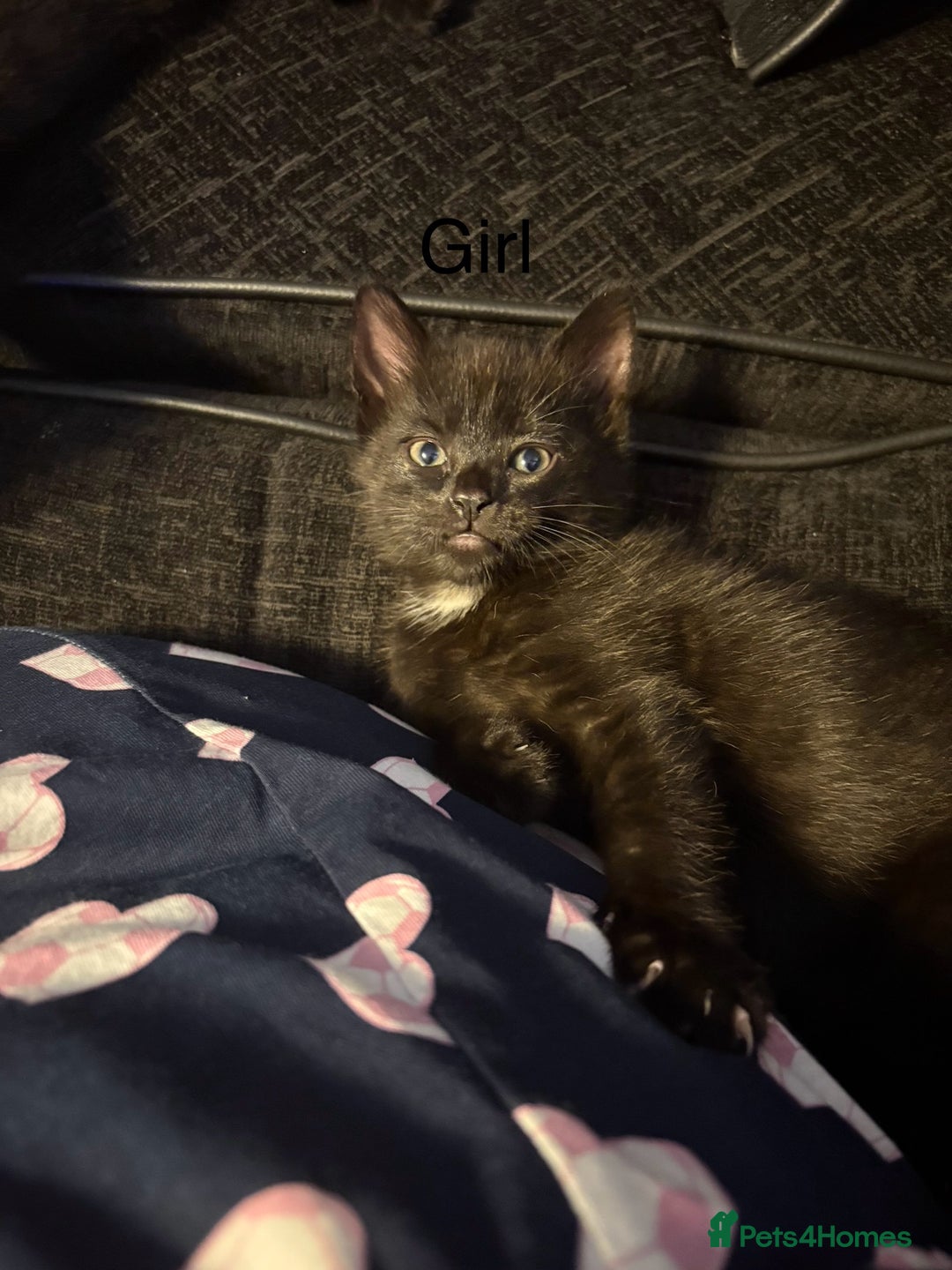British Shorthair cats for sale: Kittens looking for there forever home  - Image 1
