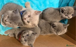 British Shorthair cats for sale: Full Pedigree stunning British Shorthair kittens  - Image 16
