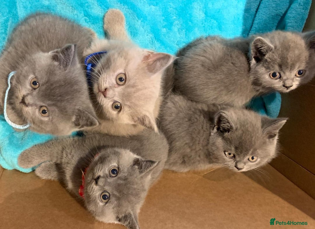 British Shorthair cats for sale: Full Pedigree stunning British Shorthair kittens  - Image 16