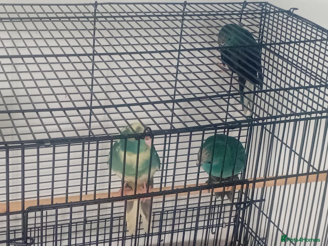 Parakeets birds for sale: Kakarikis parakeet turquoise and pied turquoise  in Craven Arms - Advert 1