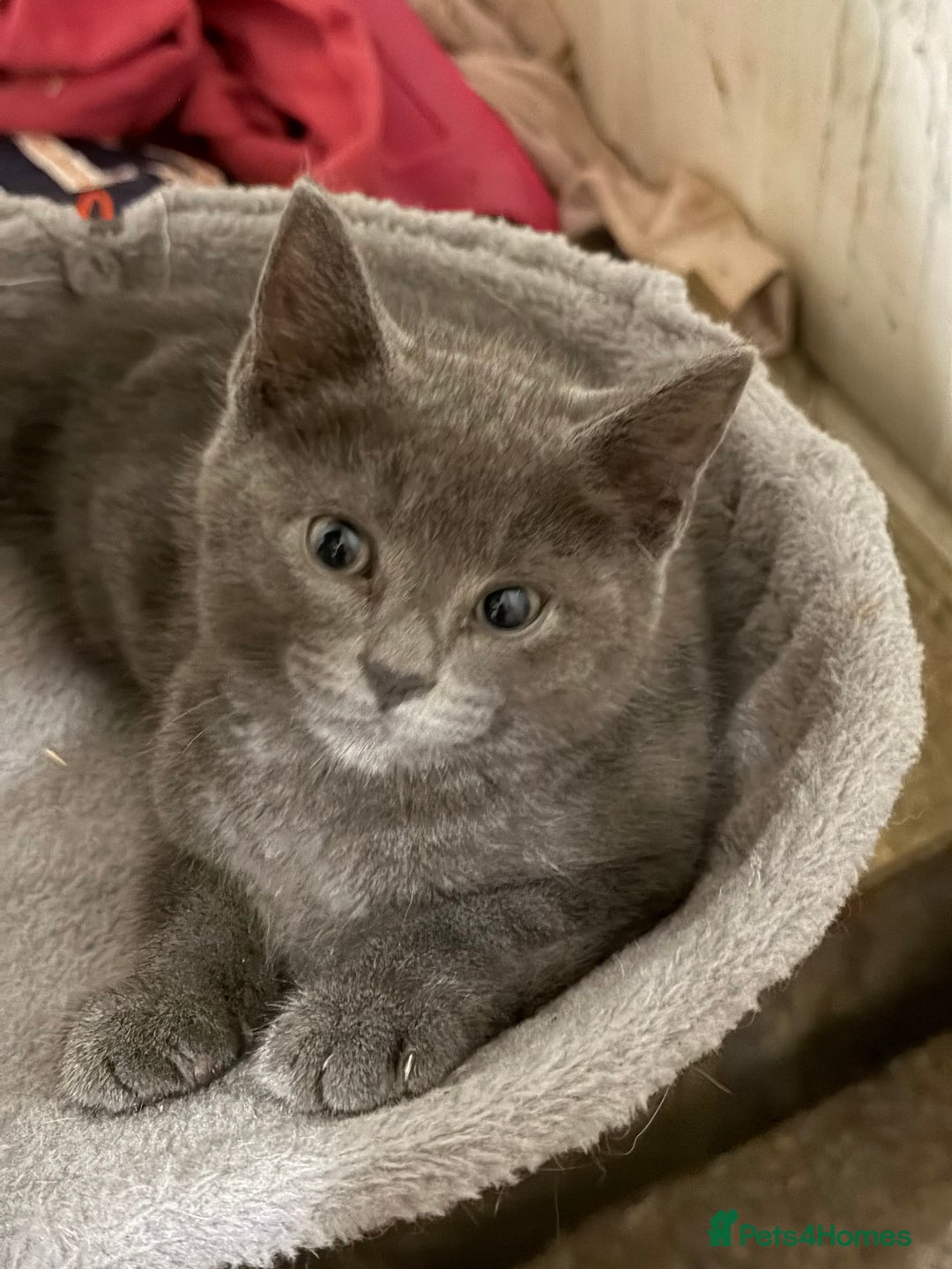 Mixed Breed cats for sale: Adorable Fluffy Kittens - Advert 13