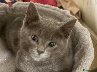 Mixed Breed cats Adorable Fluffy Kittens - Advert 9