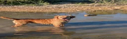 Mini Goldendoodle dogs for sale: 🐶💛 F1 GOLDENDOODLE PUPPIES – NOW HERE! 💛🐶 in Doncaster - Advert 10