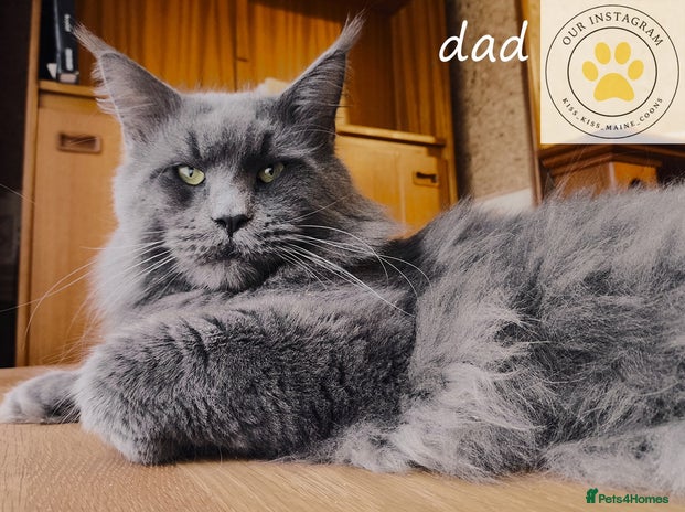 Maine Coon cats Maine coon kittens champion line DNA health tested - Advert 2