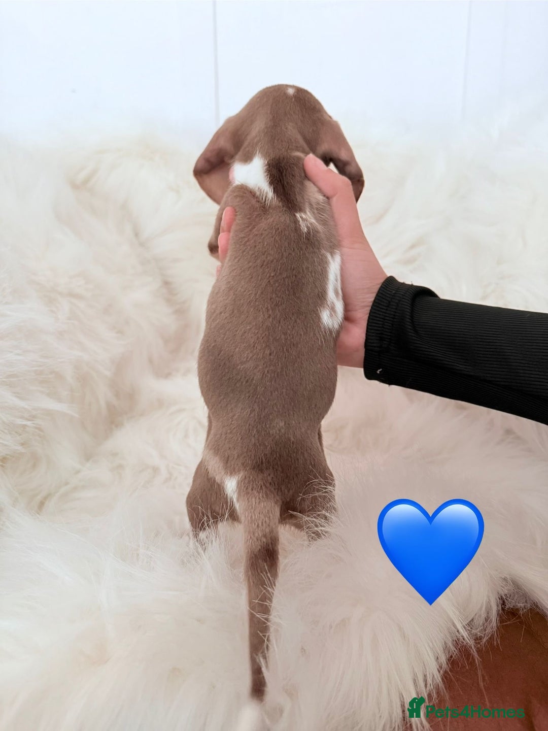 Miniature Dachshund dogs for sale: Stunning Litter of Miniature Dachshund Pups  - Image 7