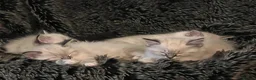 Ragdoll cats for sale: Beautiful 3 Ragdolls full of furry fun ❤️❤️❤️ - Advert 7