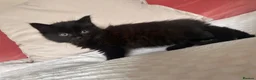 Mixed Breed cats for sale: Kittens - Advert 4
