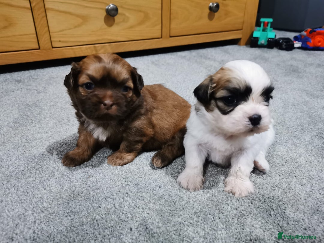 Shih Tzu dogs for stud: Kc Registered Shih Tzu for stud in Bournemouth - Advert 10