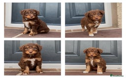 Bordoodle dogs for sale: OUTSTANDING *TRI COLOUR* MINIATURE BORDOODLES - Image 1